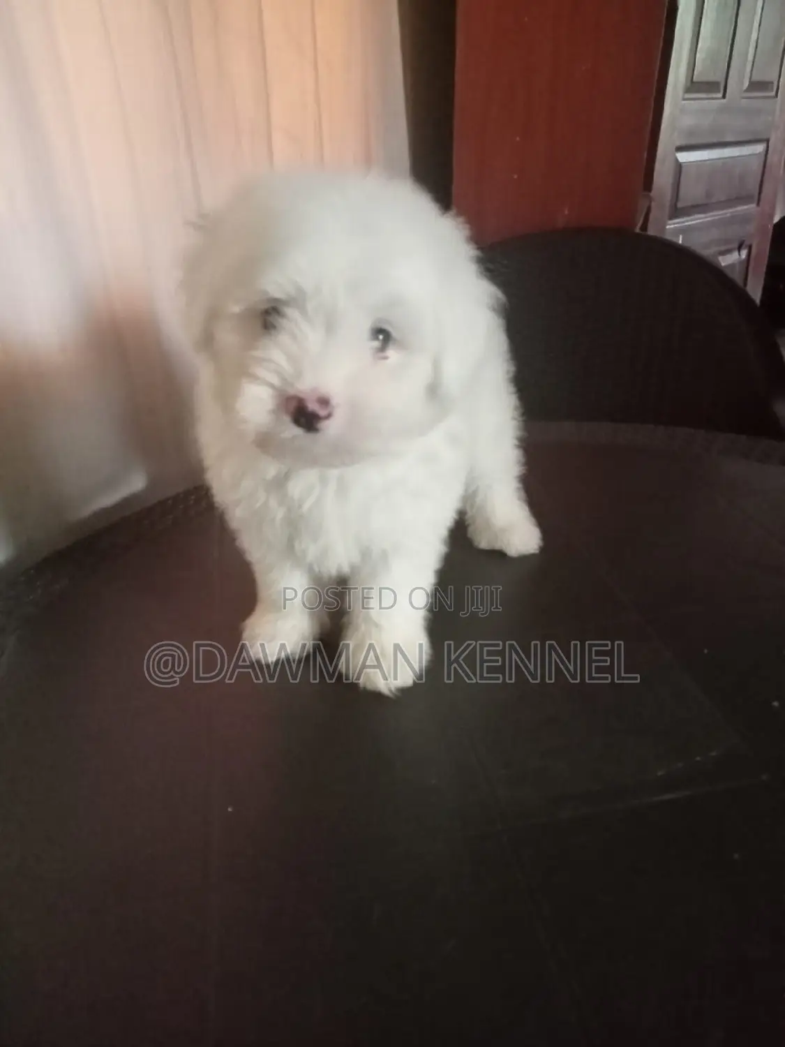 1-3 months Male Purebred Havanese