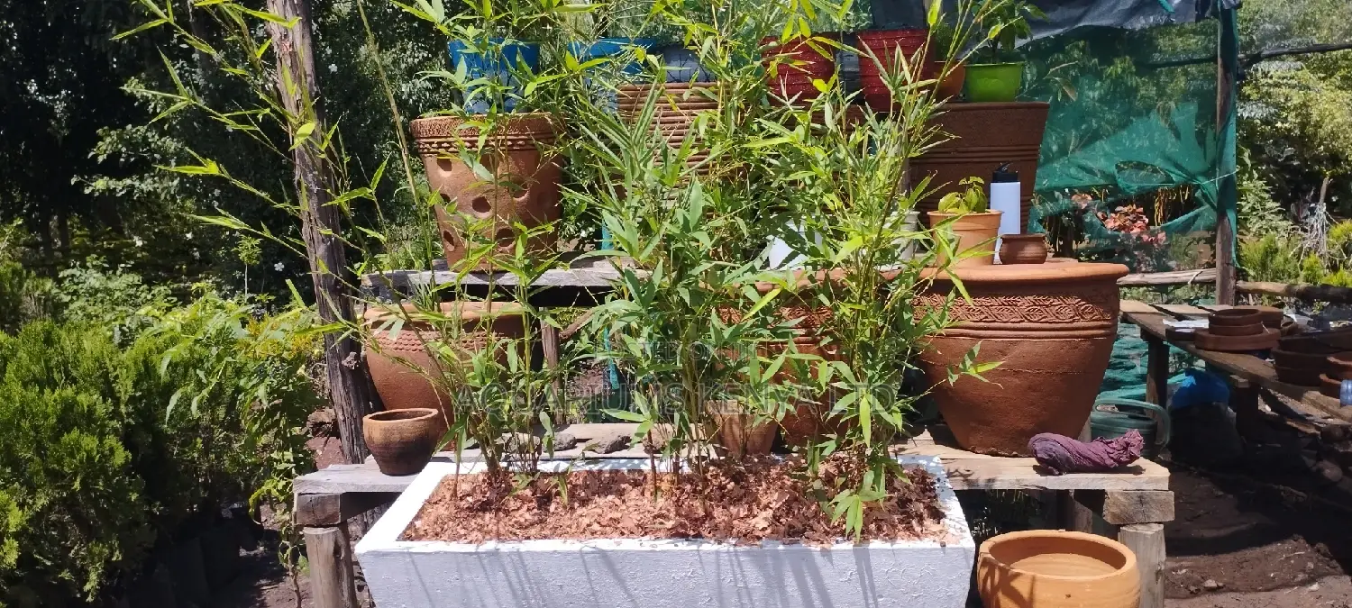 Bamboo Plant,Balcony Bamboo Plants