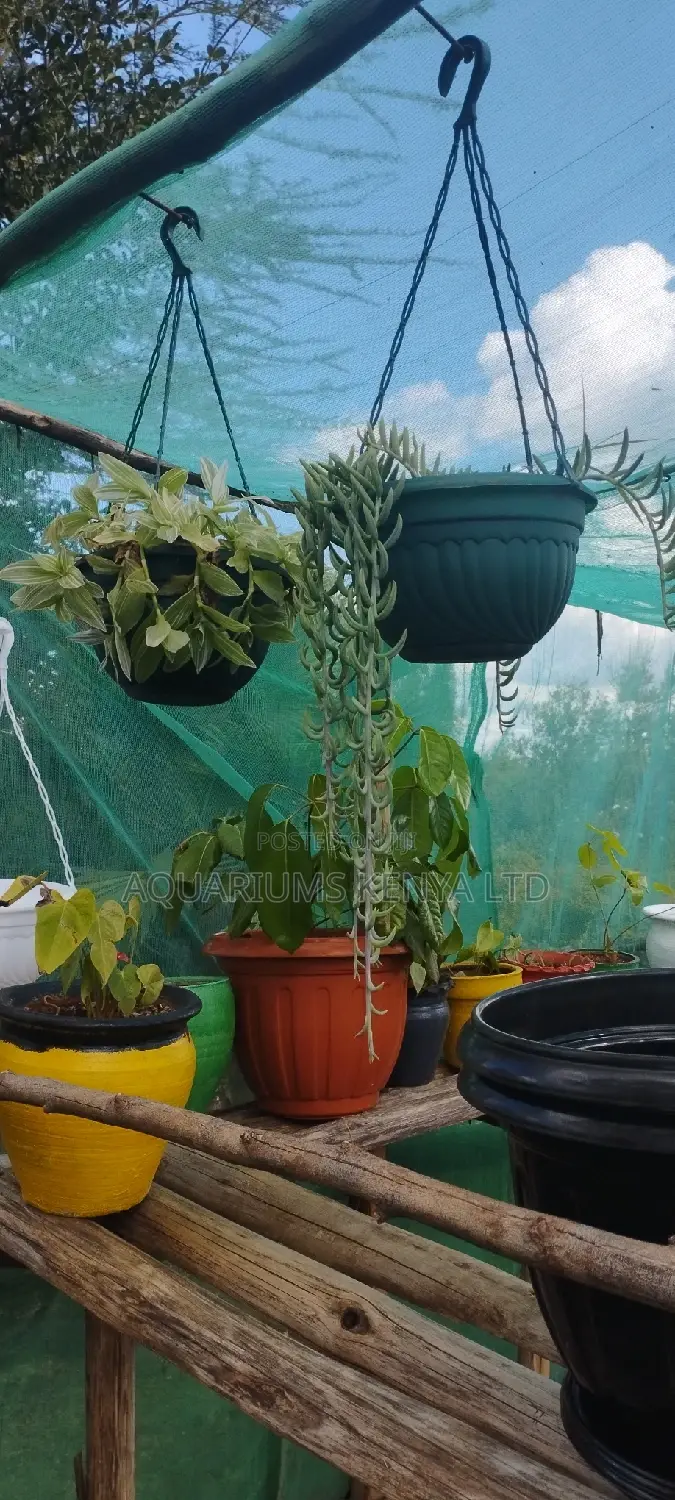 Hanging Plants Flowers That Hang