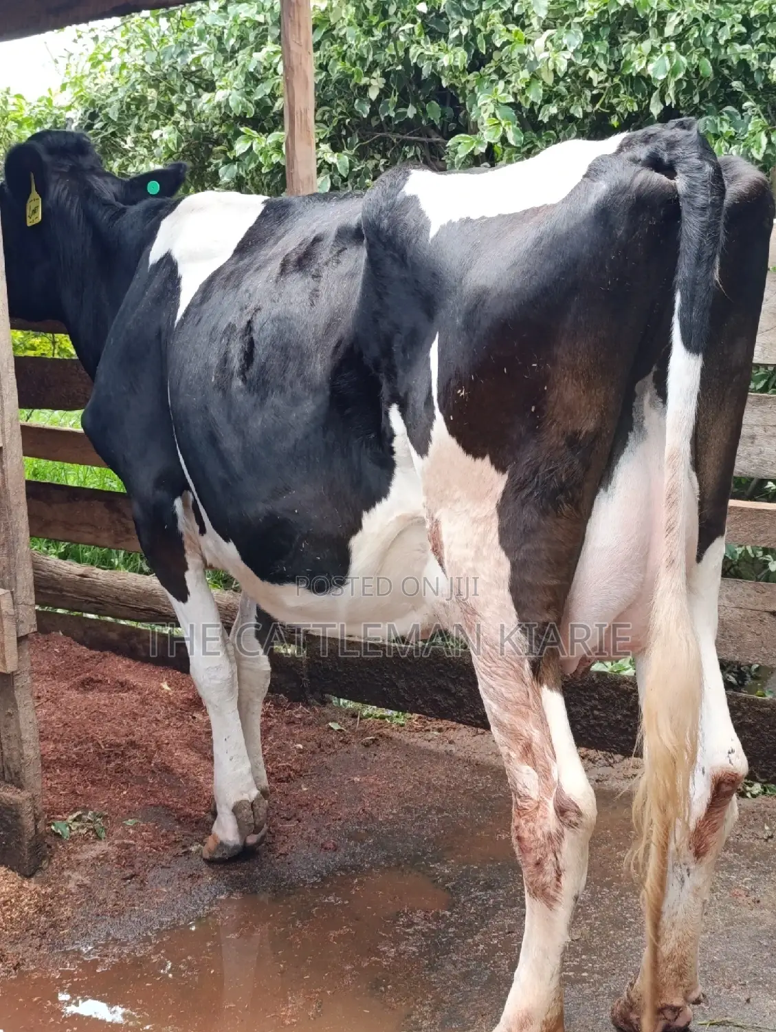 Friesian Cows for Sale