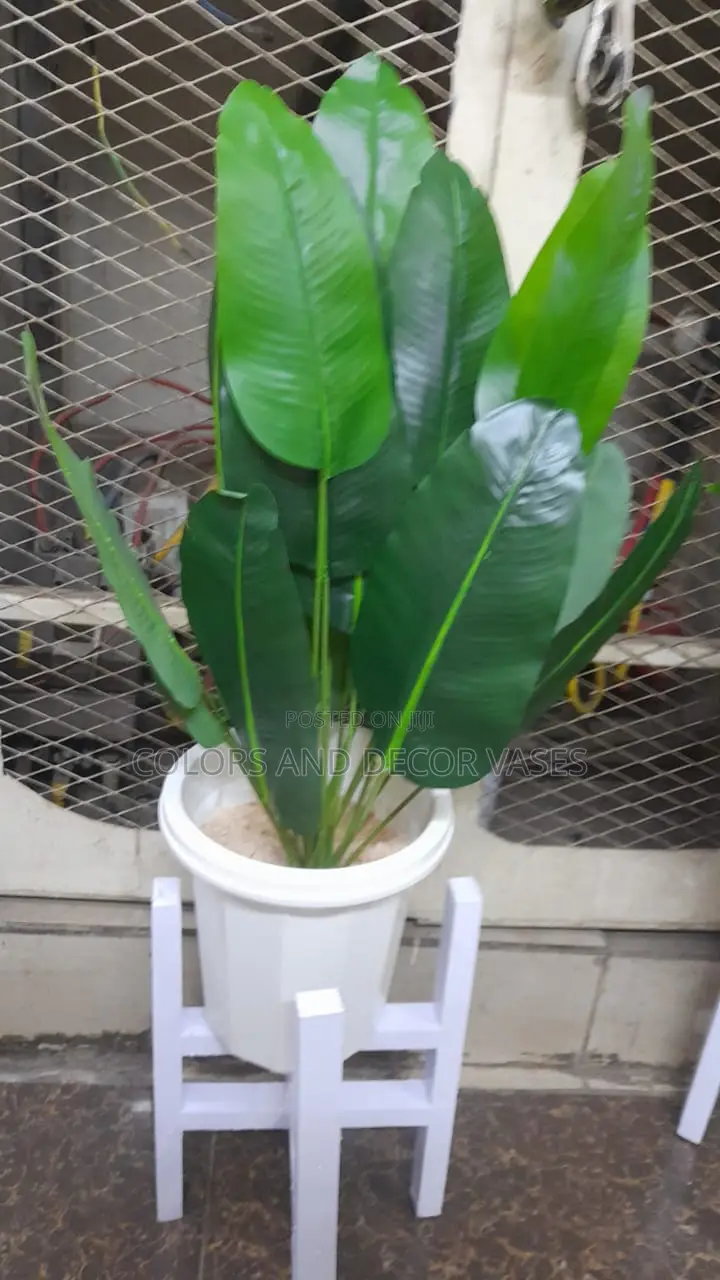 Banana Plant With Plastic Vase and Pebble Stones