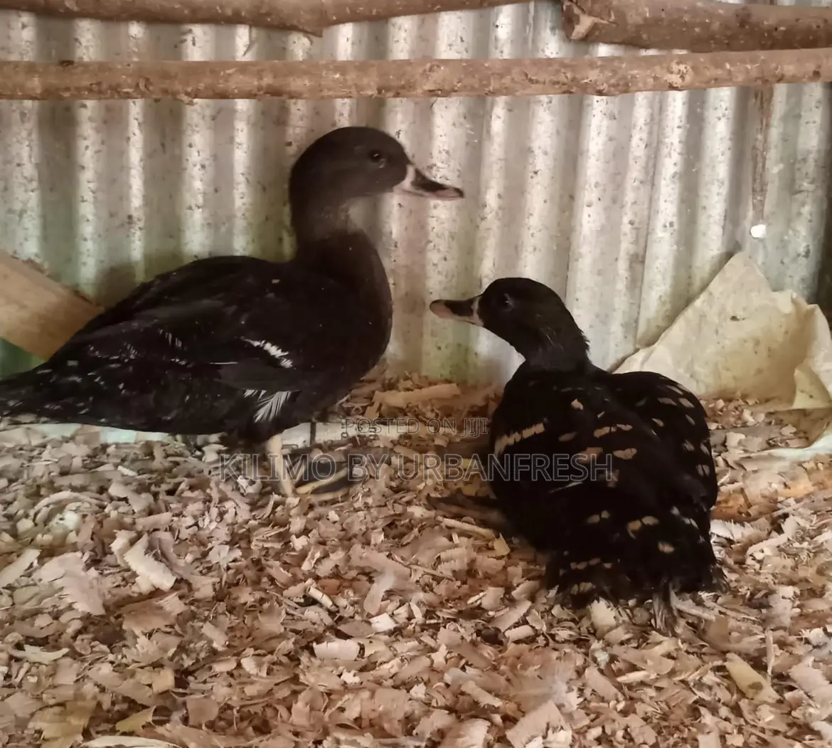 Cayuga Ducklings