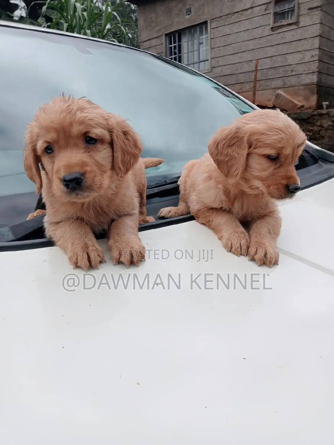 1-3 months Male Purebred Golden Retriever