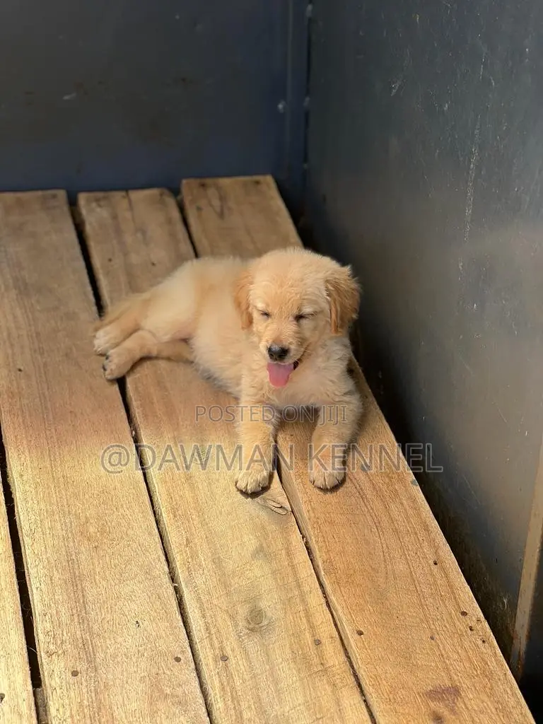 1-3 months Male Purebred Golden Retriever