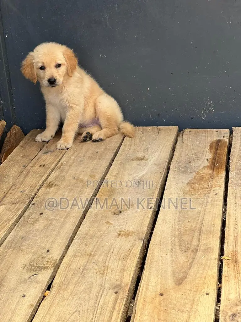 1-3 months Male Purebred Golden Retriever