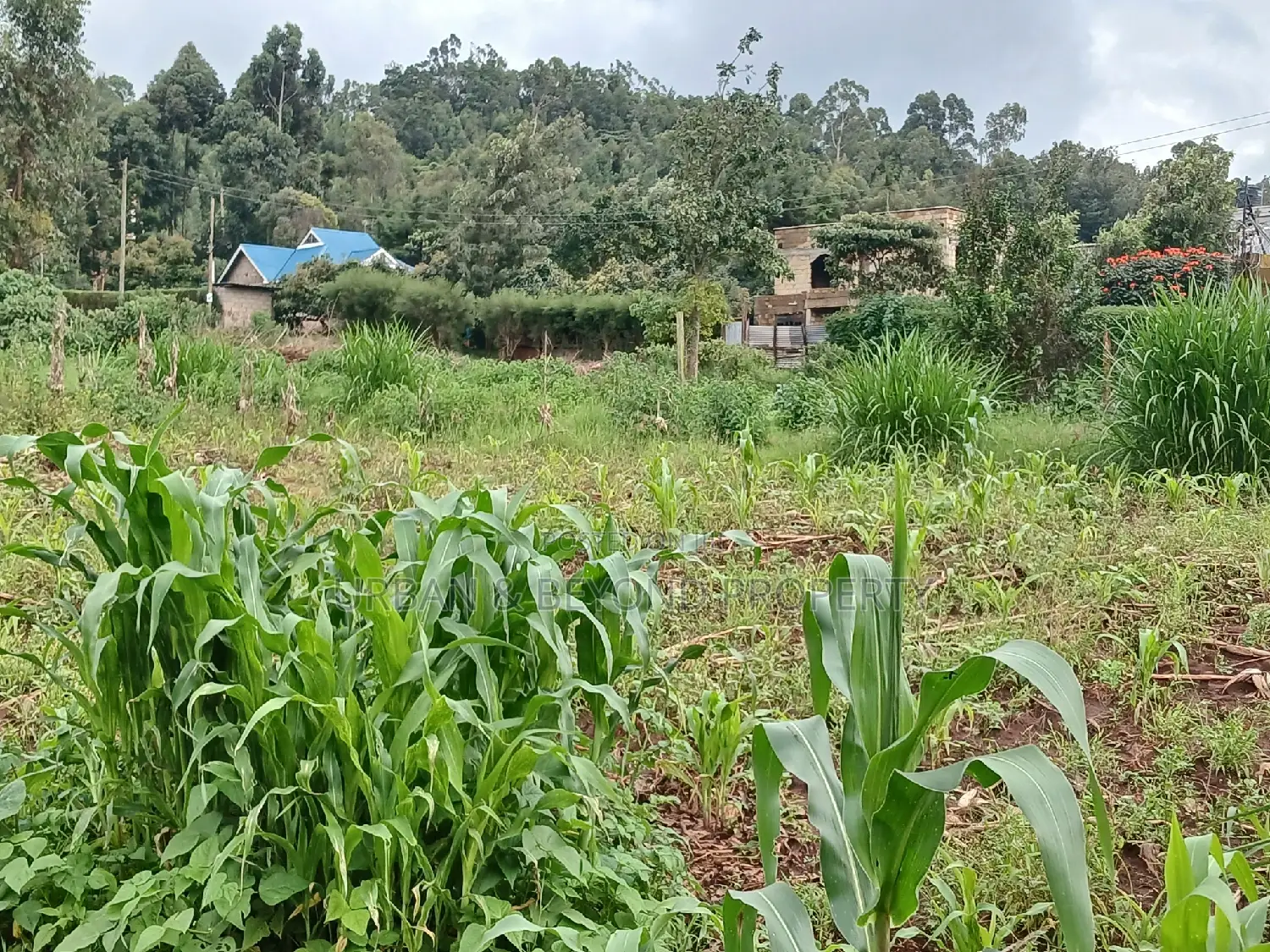 Prime Plots for Sale (1⁄8th)- Lussigeti