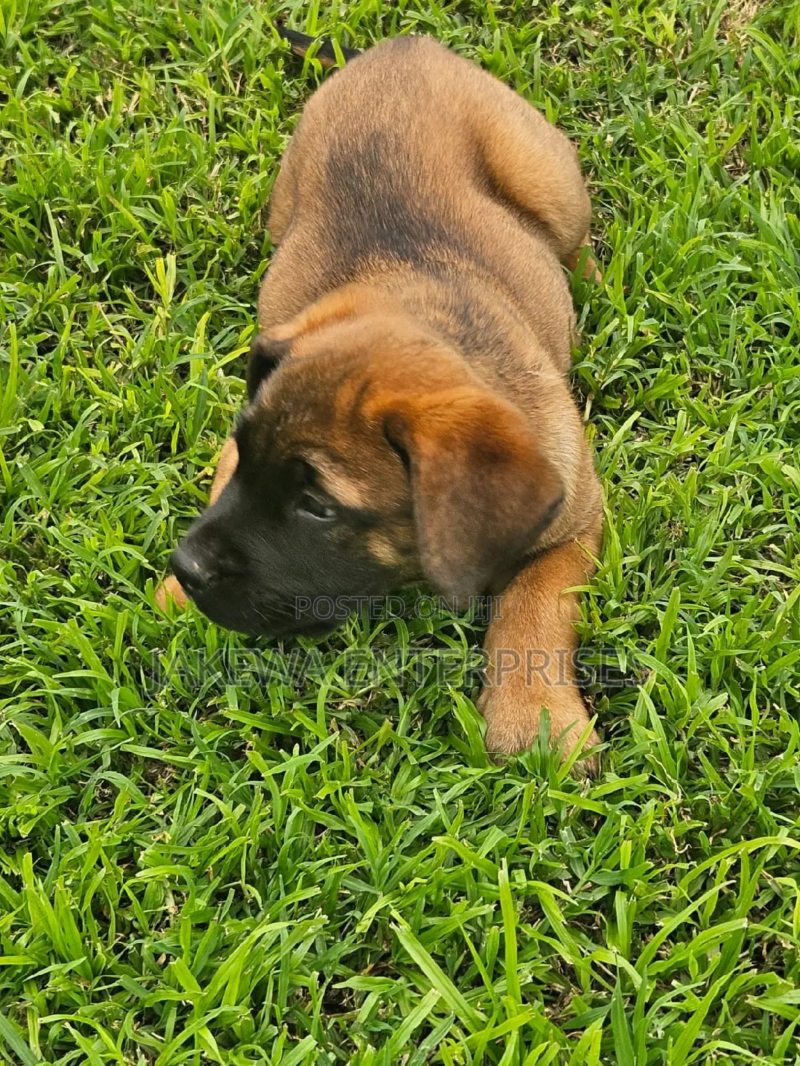 1-3 months Male Purebred Boerboel