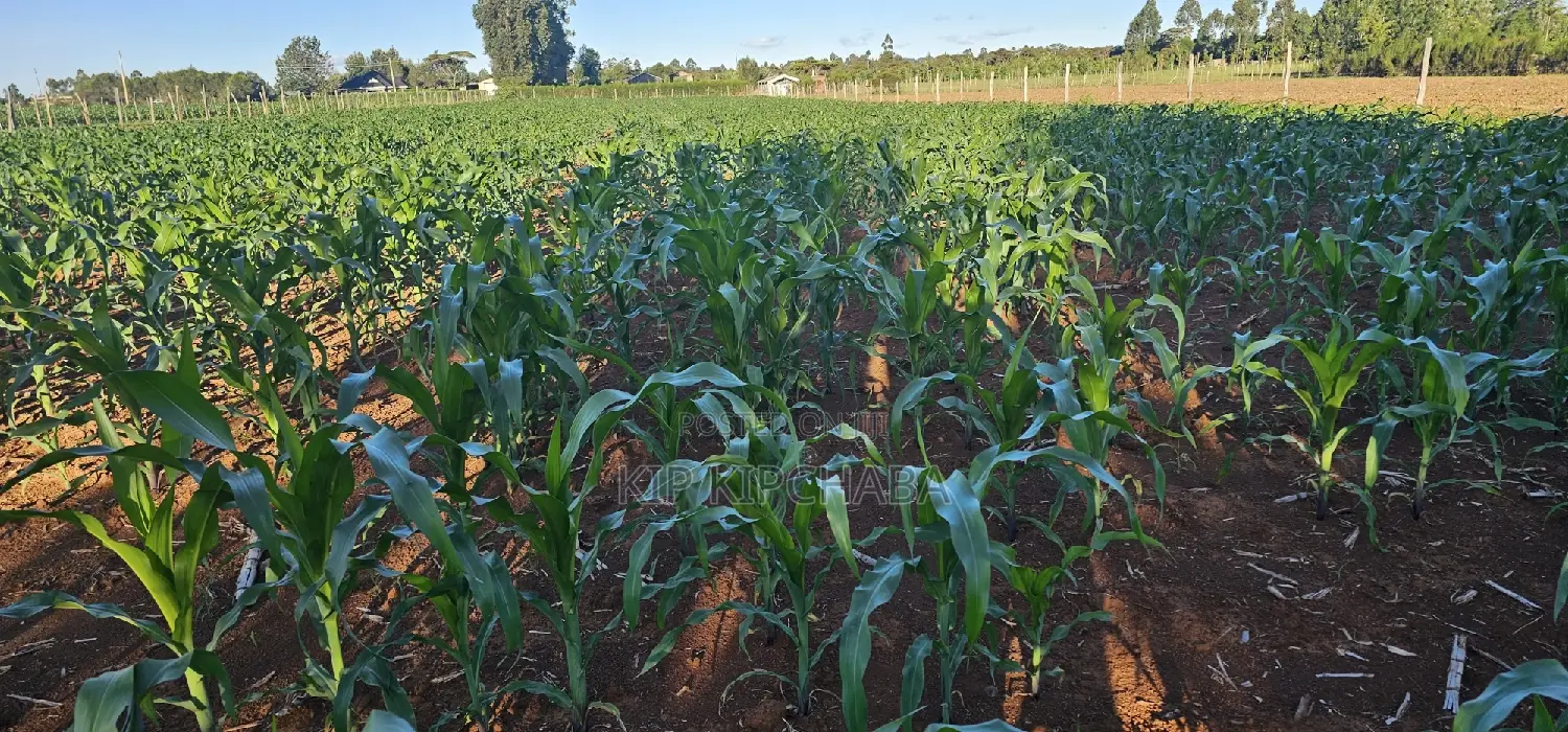 3.8 Acres for Sale in Moiben Garage