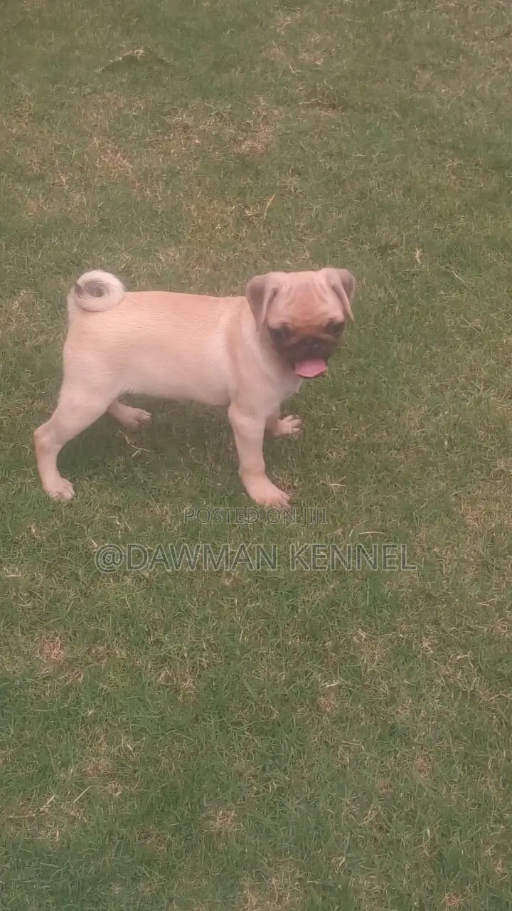 3-6 months Female Purebred Pug