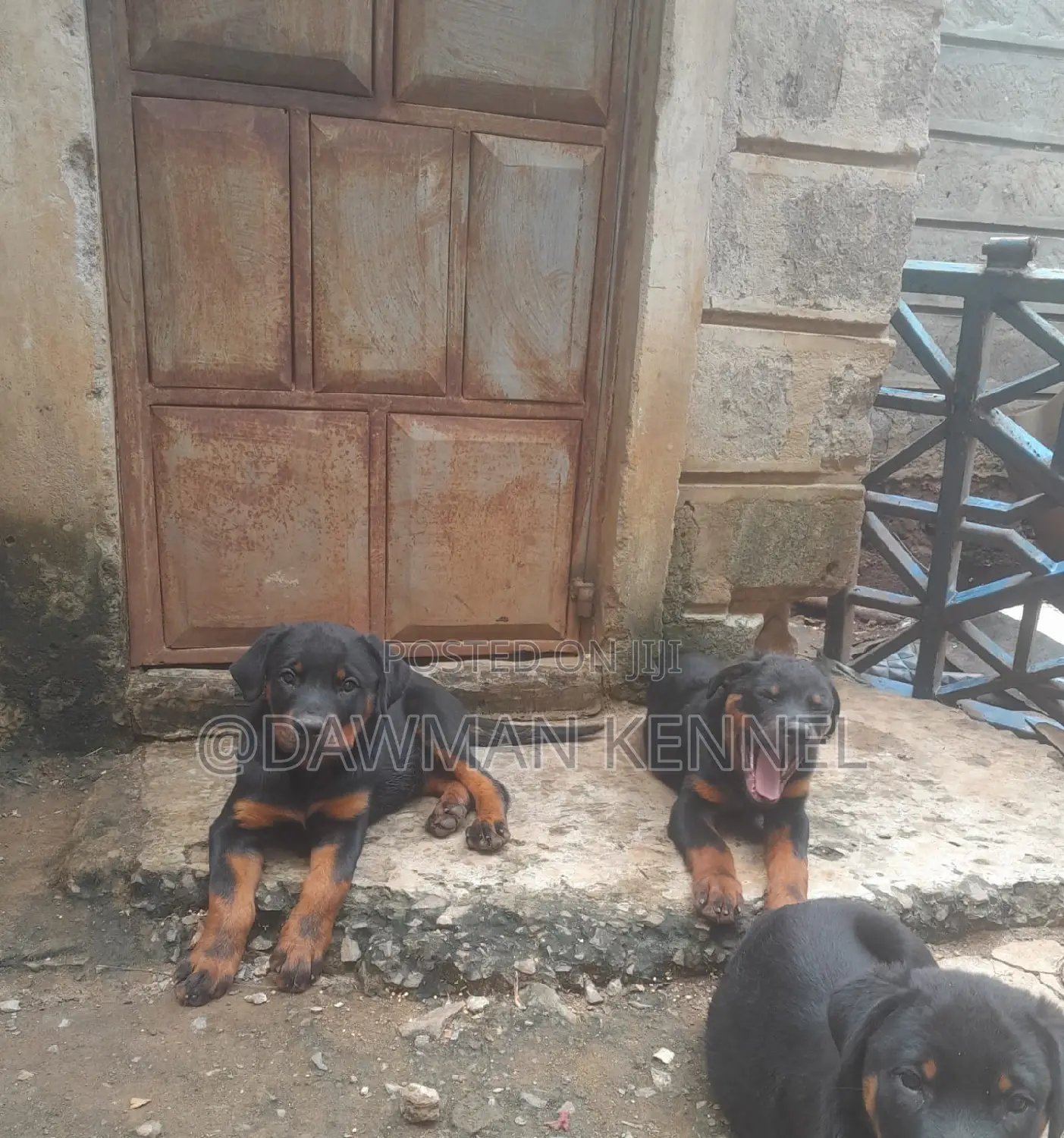 1-3 months Male Purebred Rottweiler