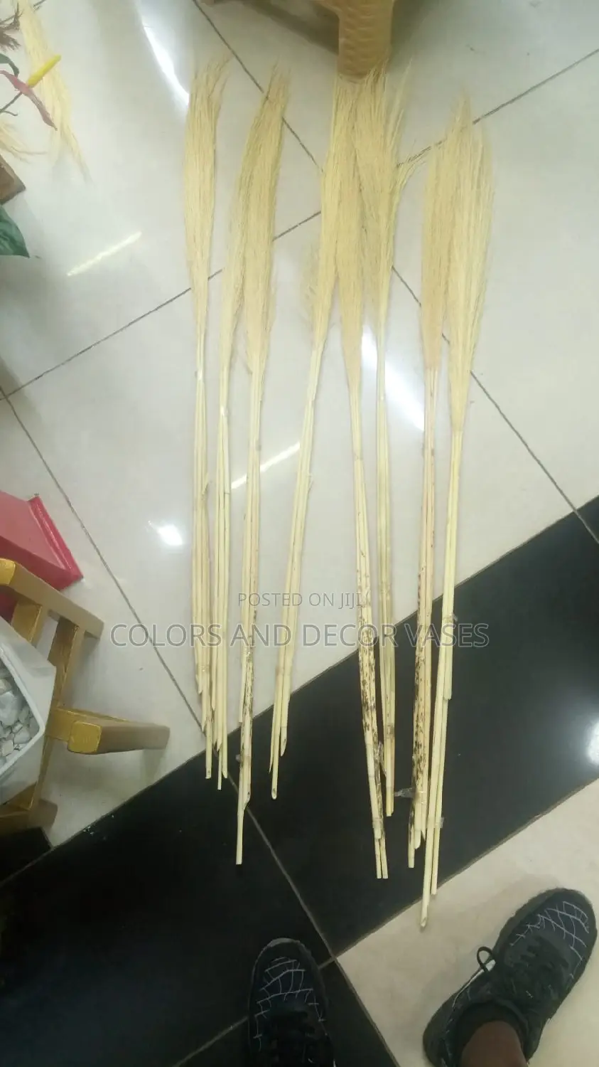 Creamish White Pampas