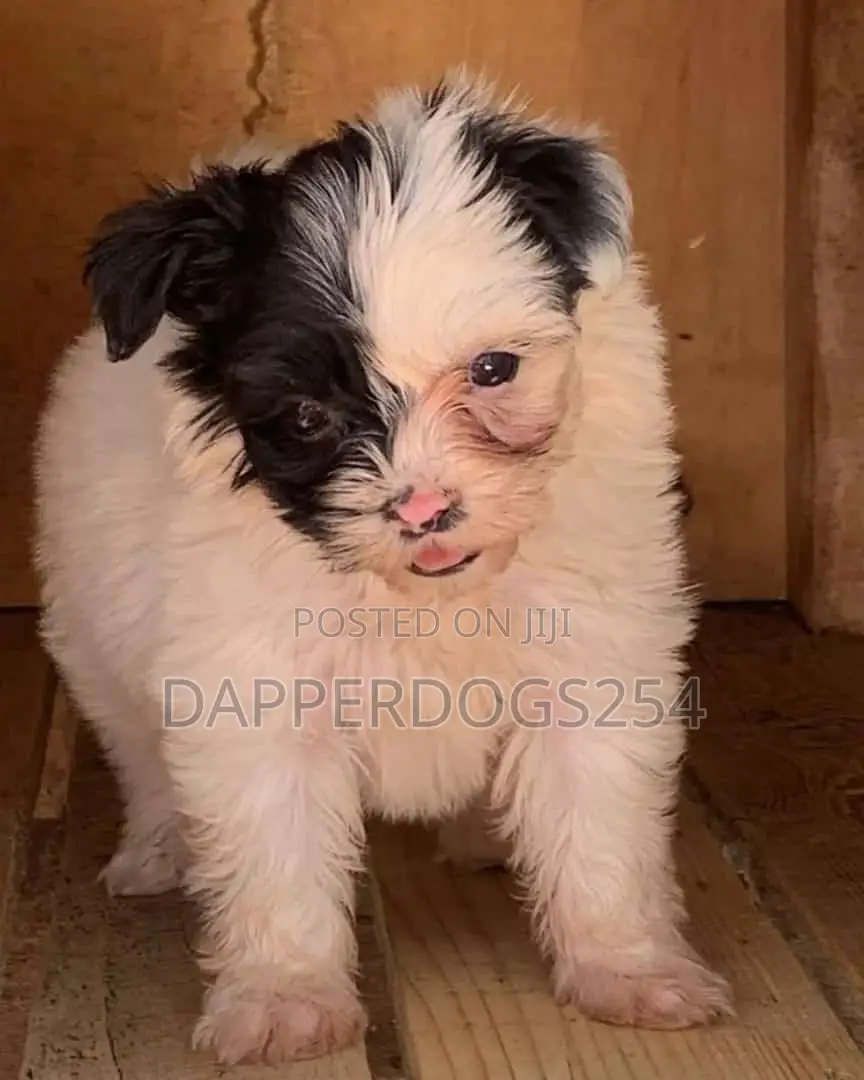 1-3 months Female Purebred Maltese