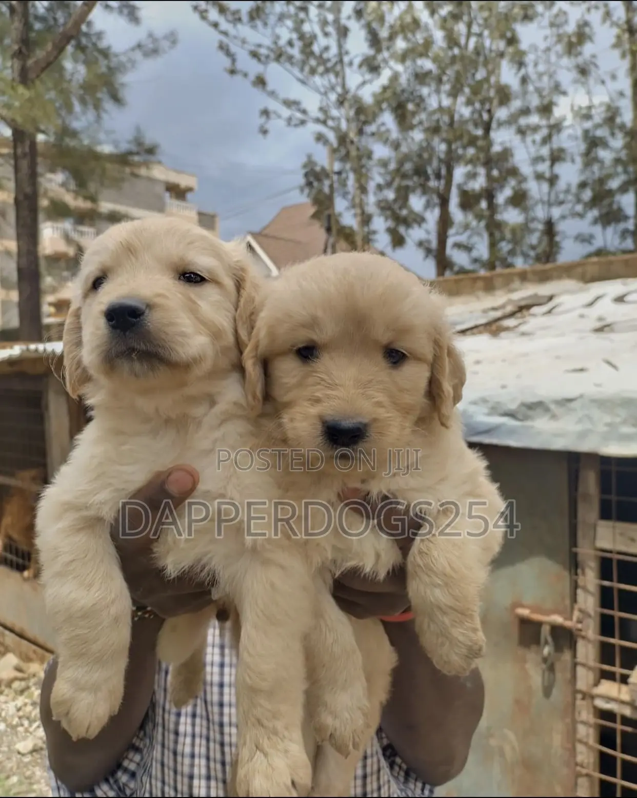 1-3 months Female Purebred Golden Retriever