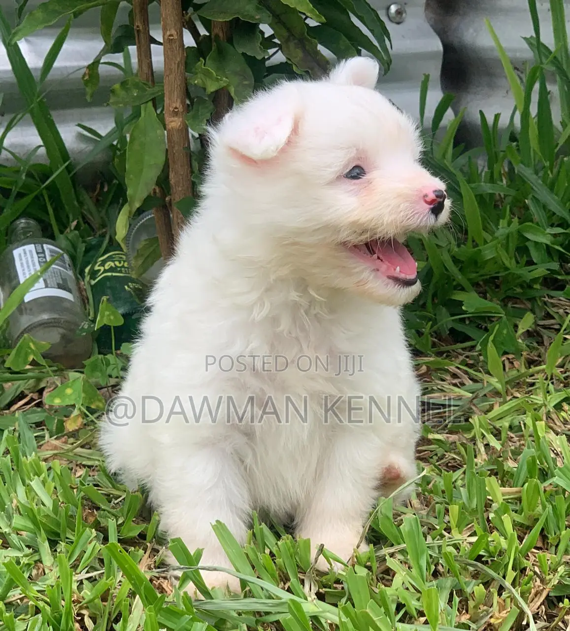1-3 months Male Purebred Maltese