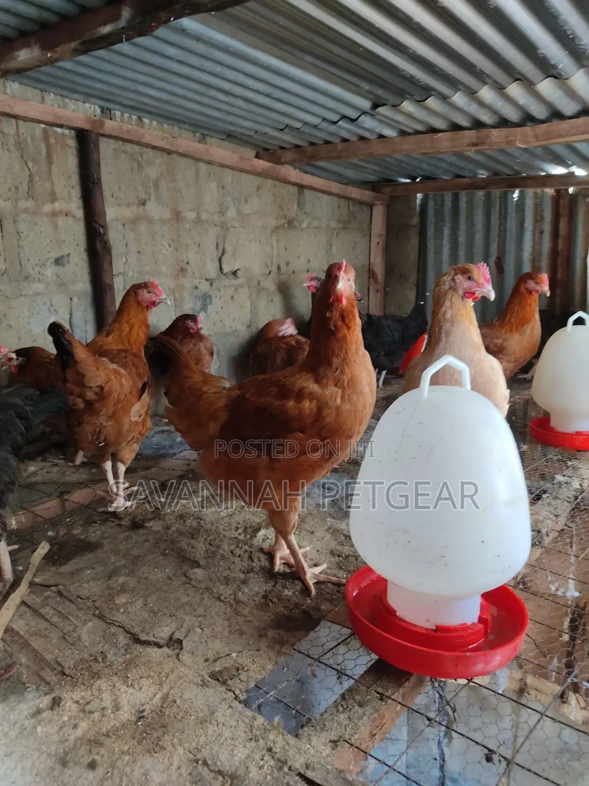 Mature Improved Kienyeji Chicken for Sale