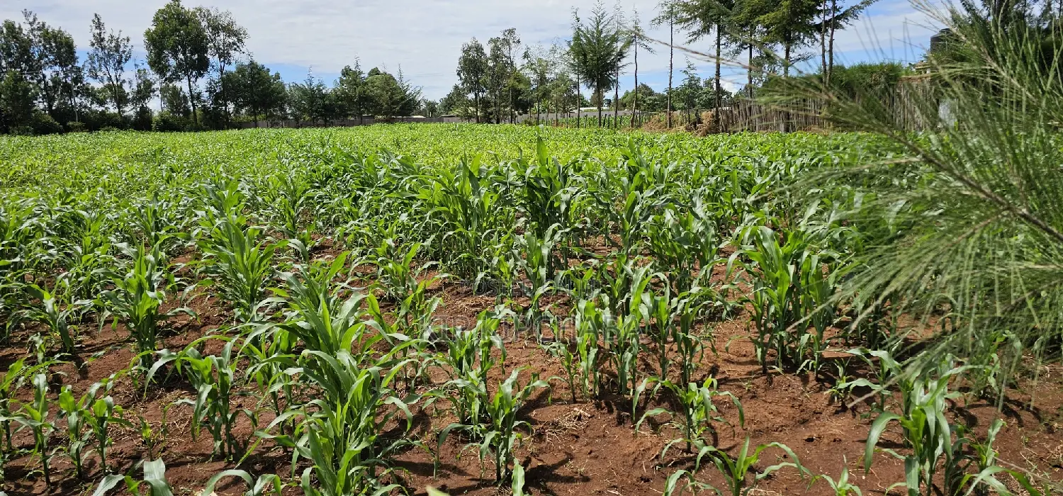 Prime 1⁄2 Acre for Sale in Kiplombe Eldoret