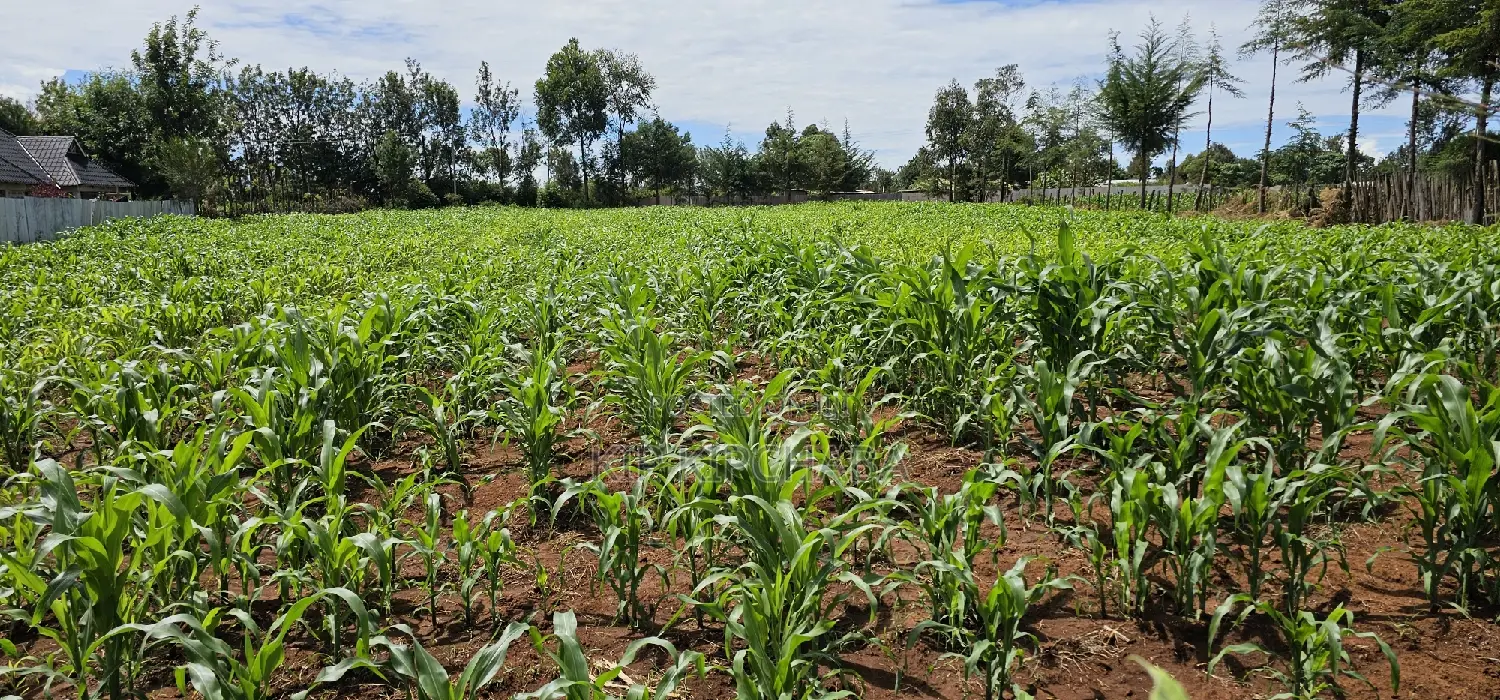 Prime 1⁄2 Acre for Sale in Kiplombe Eldoret