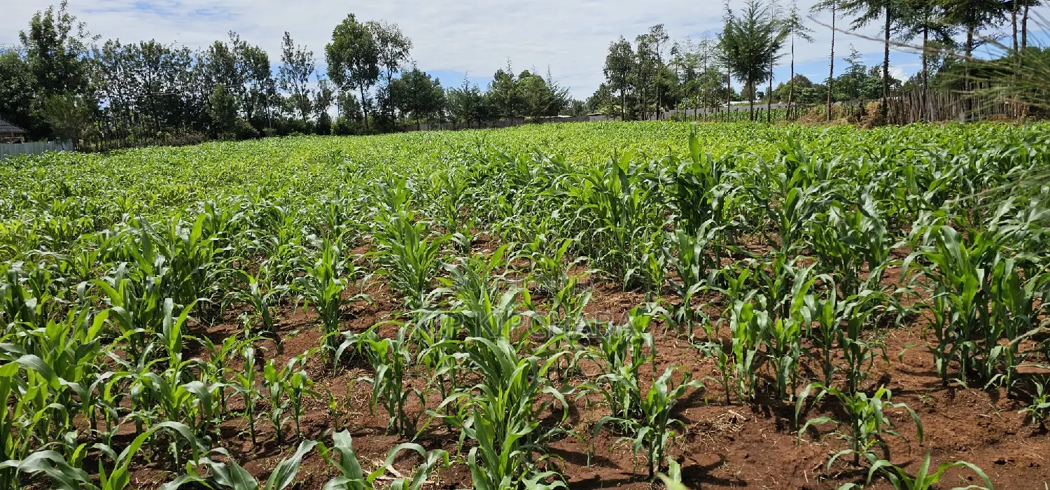 Prime 1⁄2 Acre for Sale in Kiplombe Eldoret