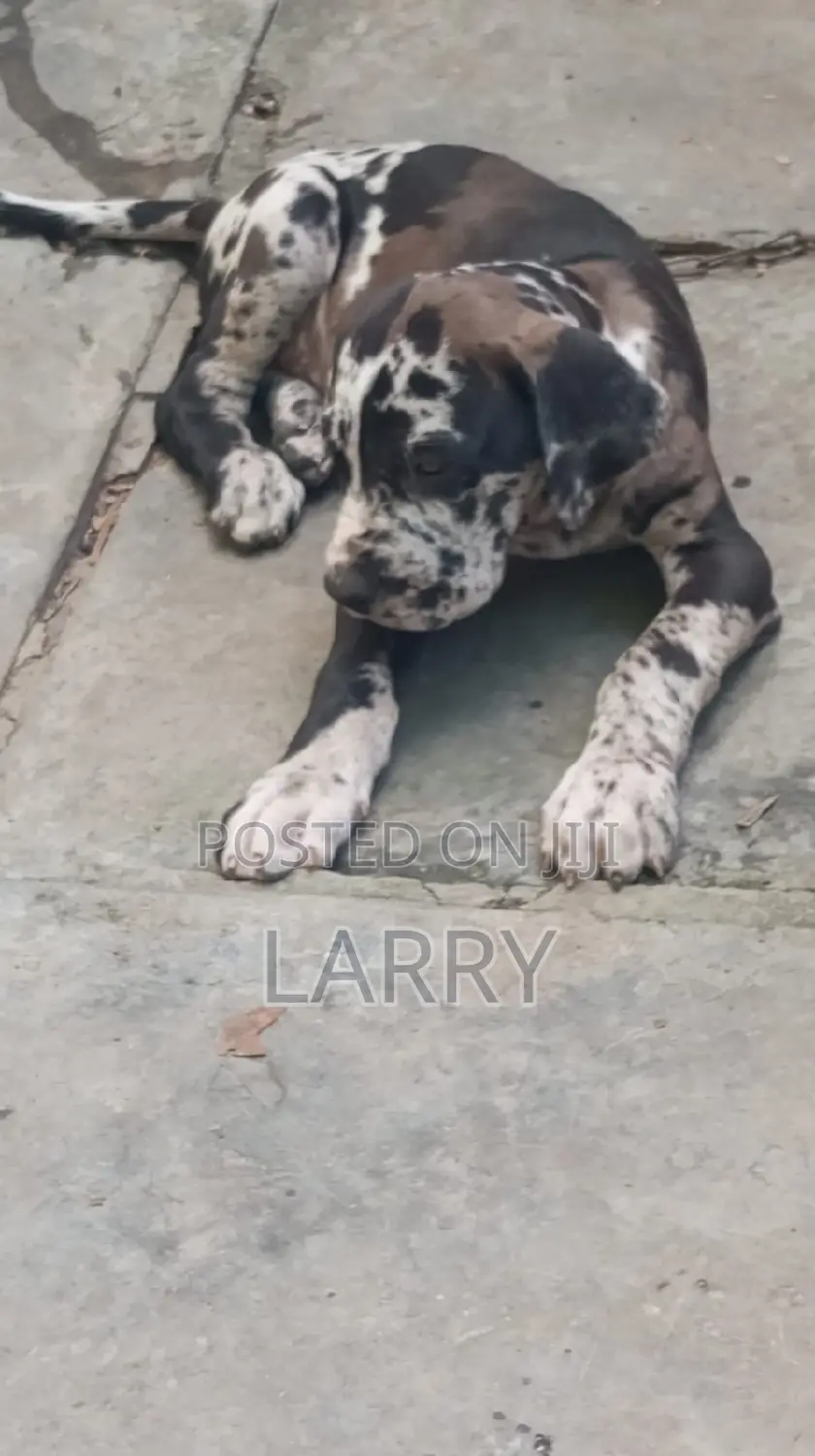 1-3 months Male Purebred Great Dane