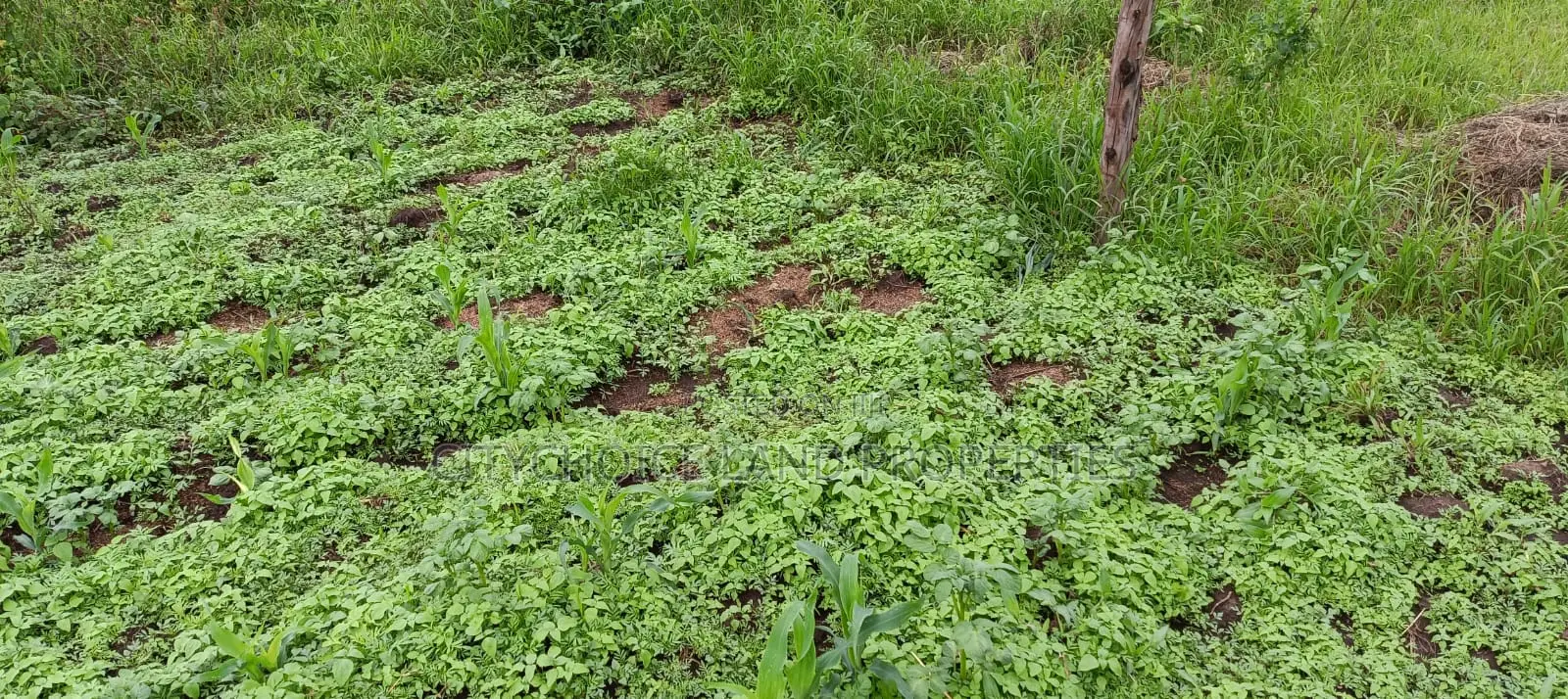Prime Affordable 50x100 Plot in Karai - Lusigetti