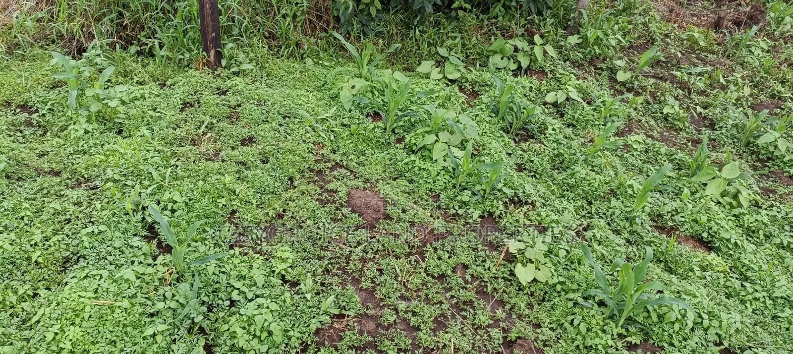 Prime Affordable 50x100 Plot in Karai - Lusigetti