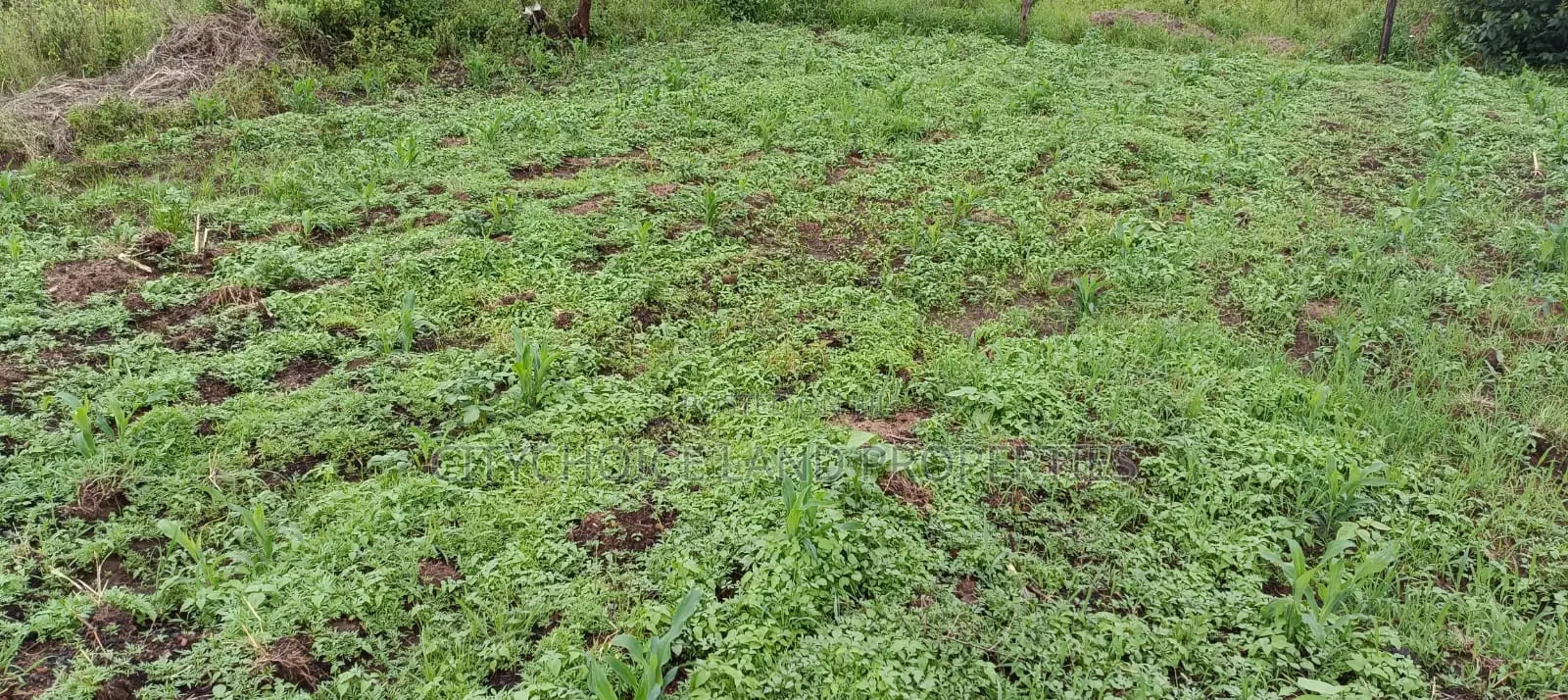 Prime Affordable 50x100 Plot in Karai - Lusigetti