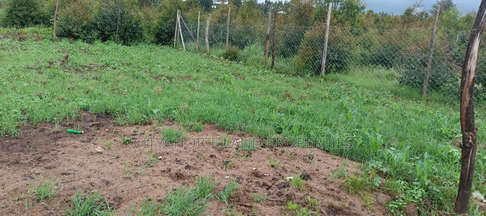 Prime Affordable 50x100 Plot in Karai - Lusigetti