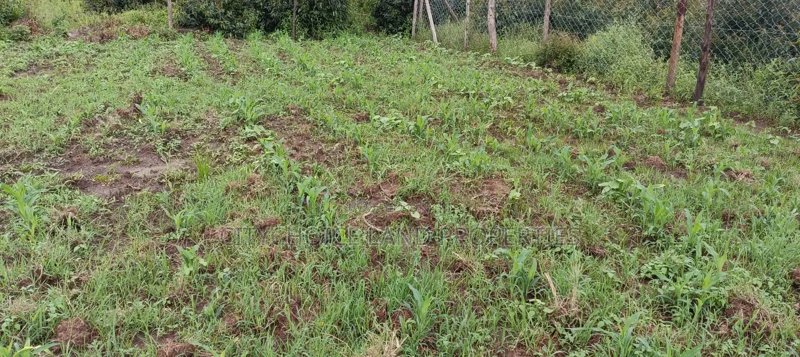 50x100 Plot of Land for Sale in Kikuyu Karai