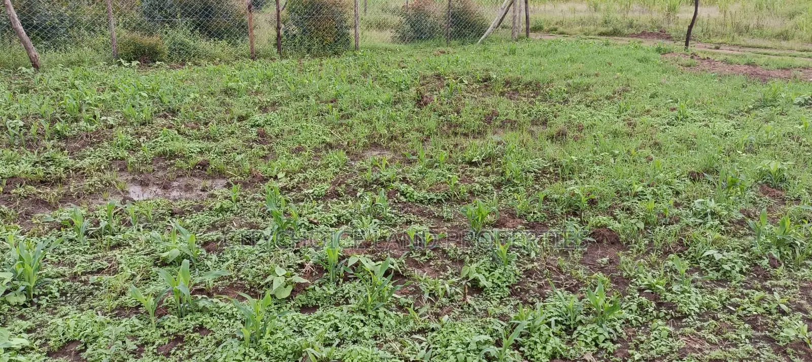 50x100 Plot of Land for Sale in Kikuyu Karai