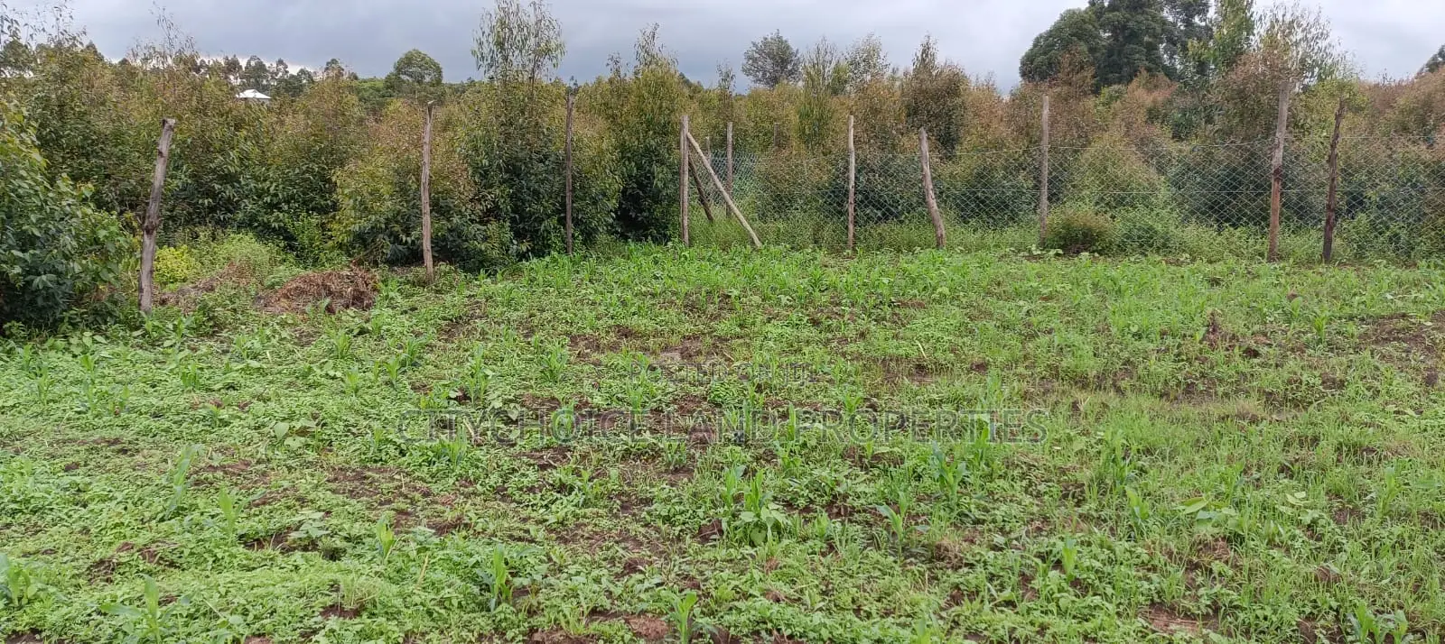 50x100 Plot of Land for Sale in Kikuyu Karai