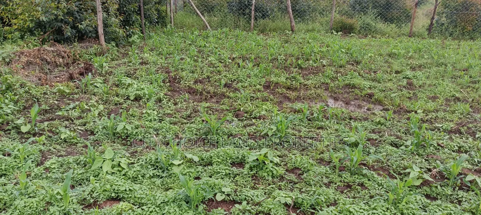 50x100 Plot of Land for Sale in Kikuyu Karai
