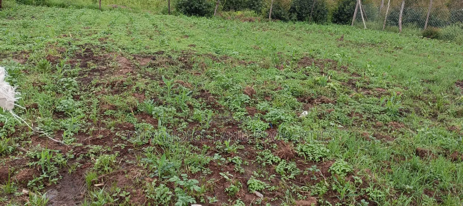 50X100 Land for Sale in Nachu - Kikuyu