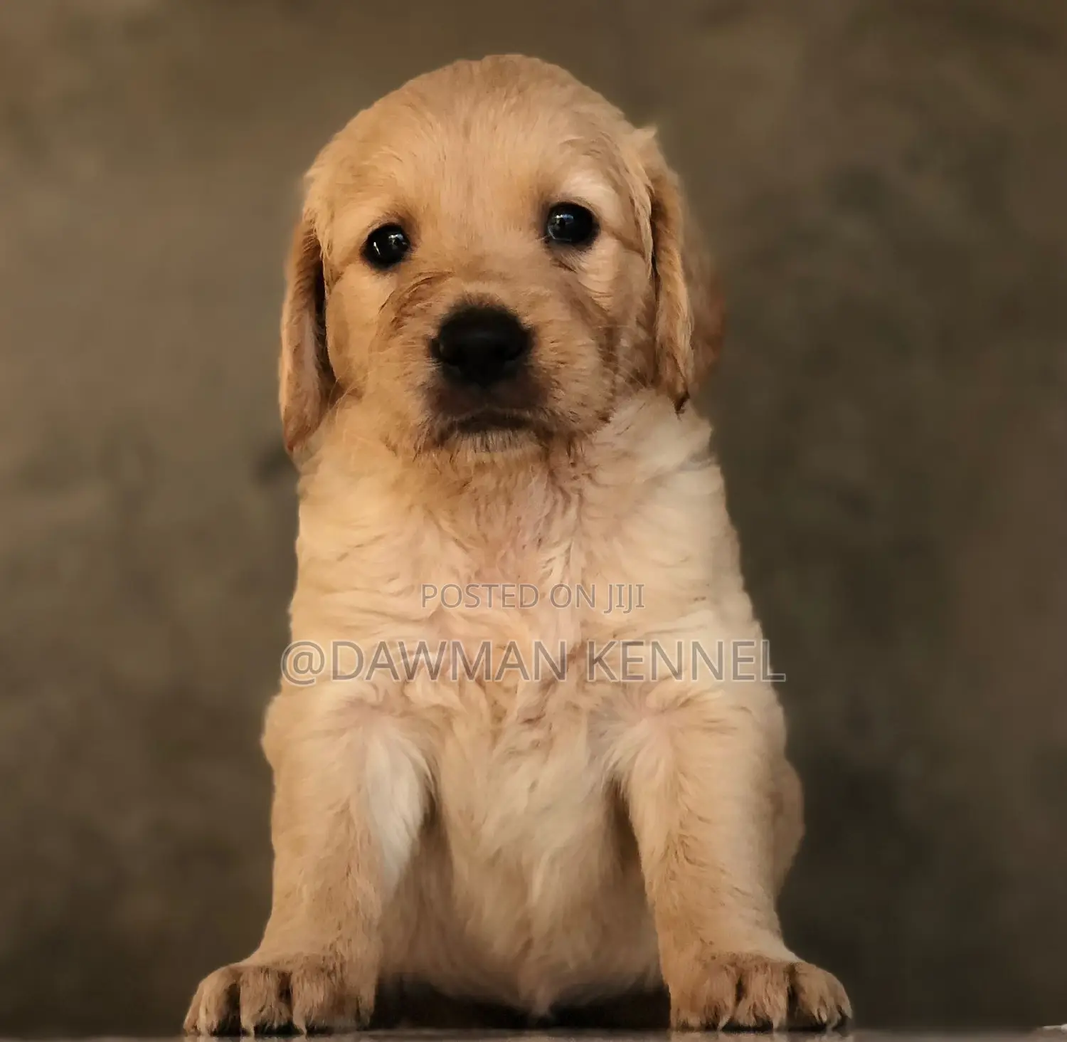 1-3 months Male Purebred Golden Retriever