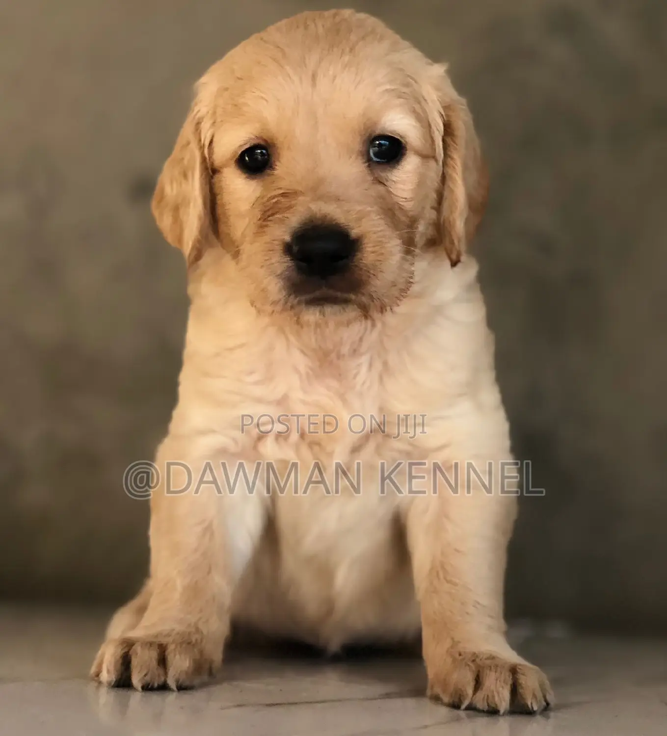 1-3 months Female Purebred Golden Retriever