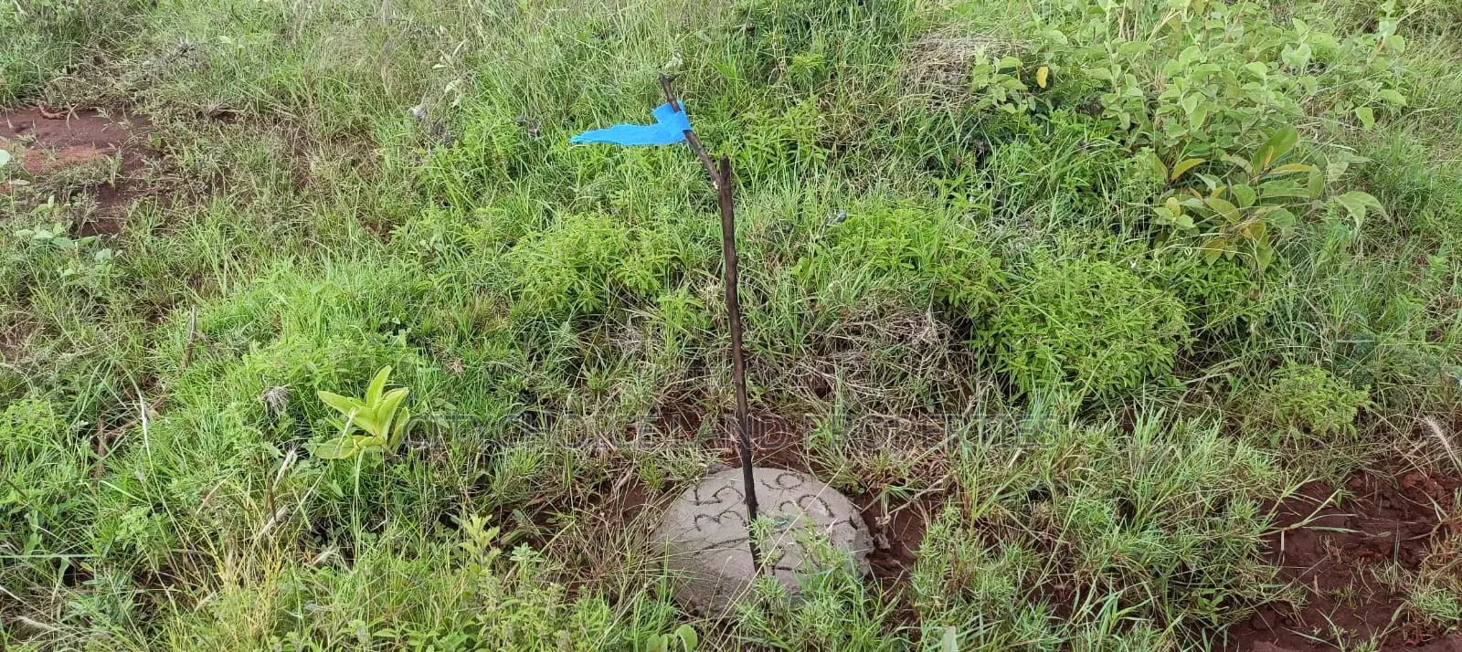 Land for Sale in Nachu - Kikuyu