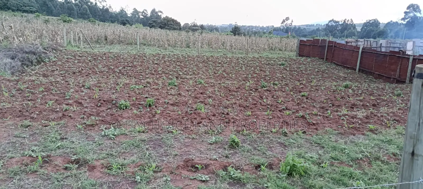 50x100 Plot of Land for Sale in Gikambura