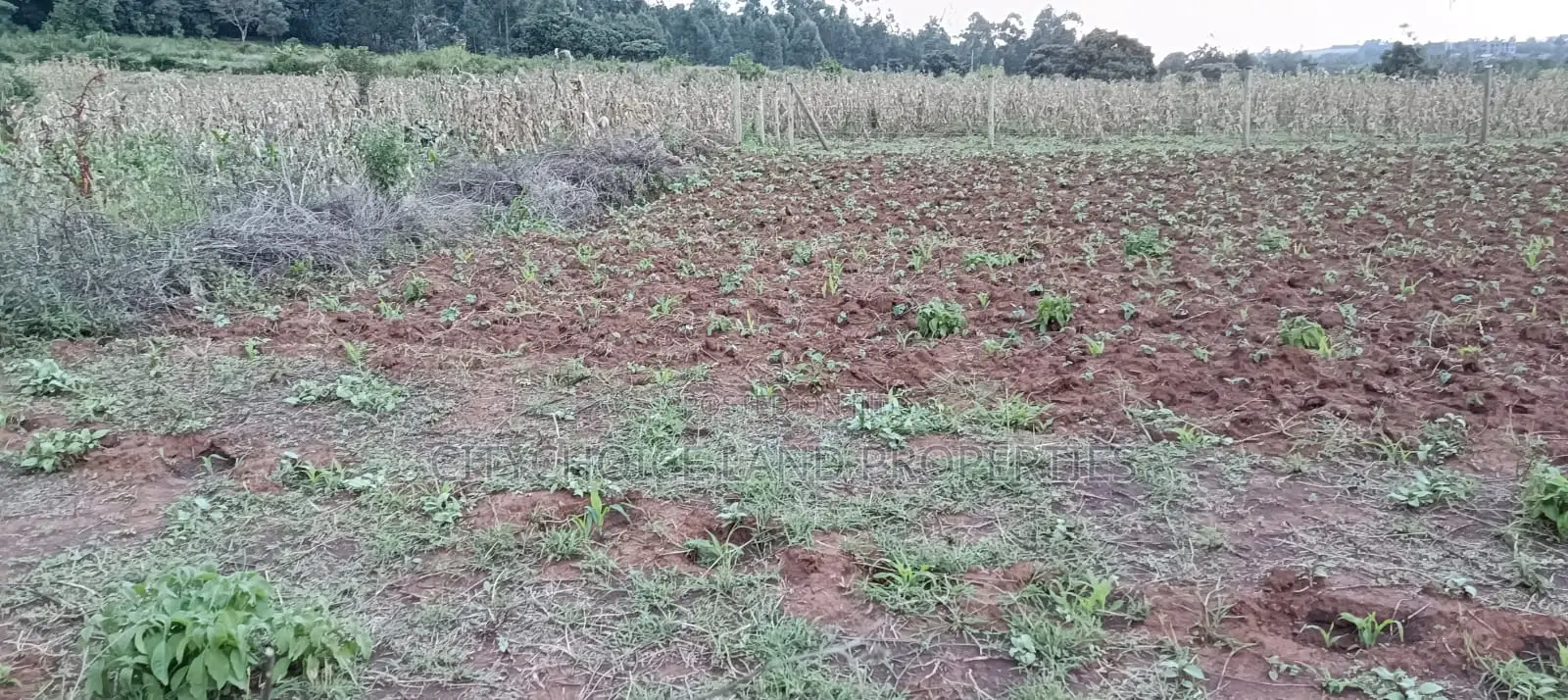 50x100 Plot of Land for Sale in Gikambura