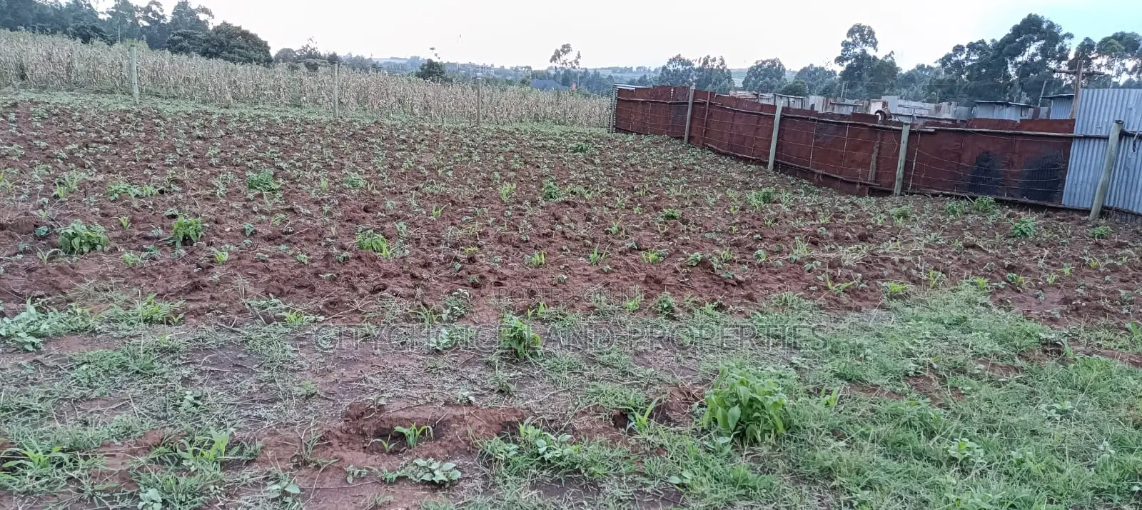Affordable 50x100 Plot of Land in Jambo Tv Kikuyu