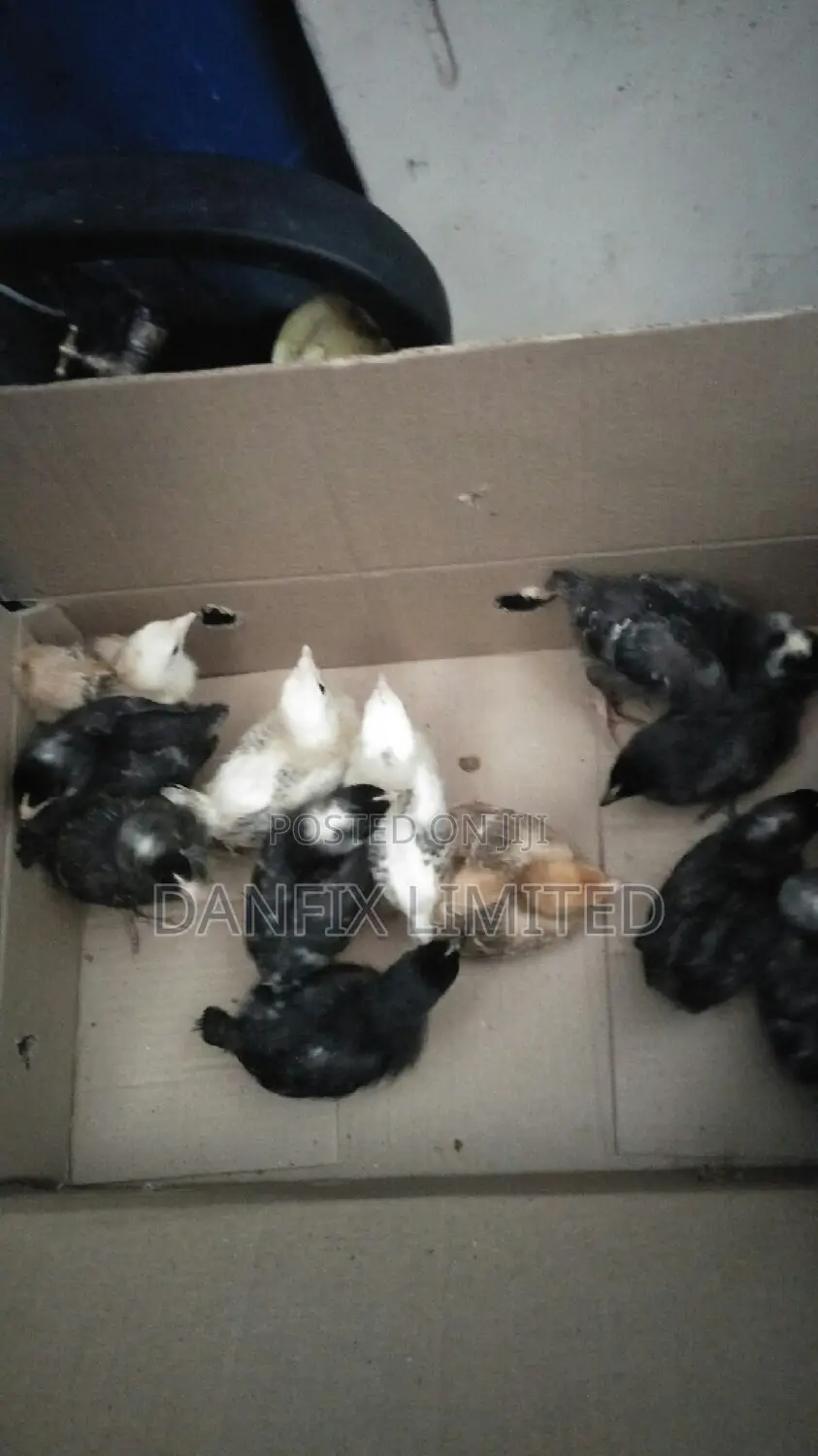 One Week Old Chicks at 120