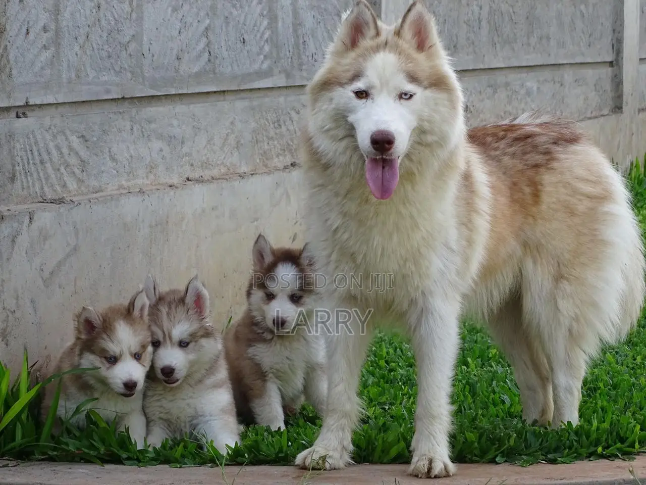 1-3 months Male Purebred Siberian Husky