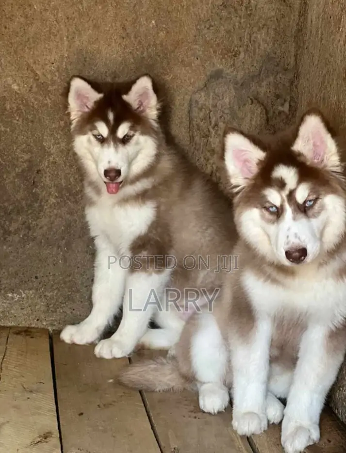 1-3 months Male Purebred Siberian Husky