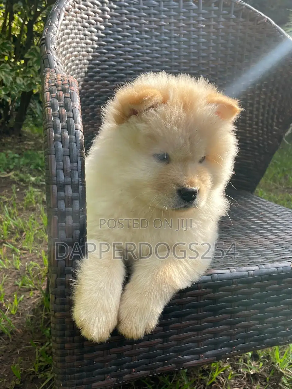 1-3 months Female Purebred Chow Chow