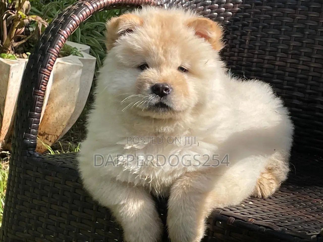 1-3 months Female Purebred Chow Chow