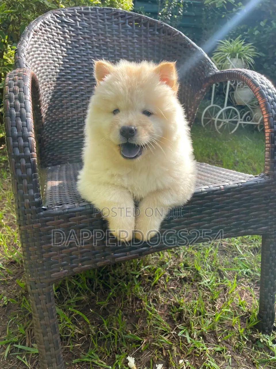 1-3 months Female Purebred Chow Chow