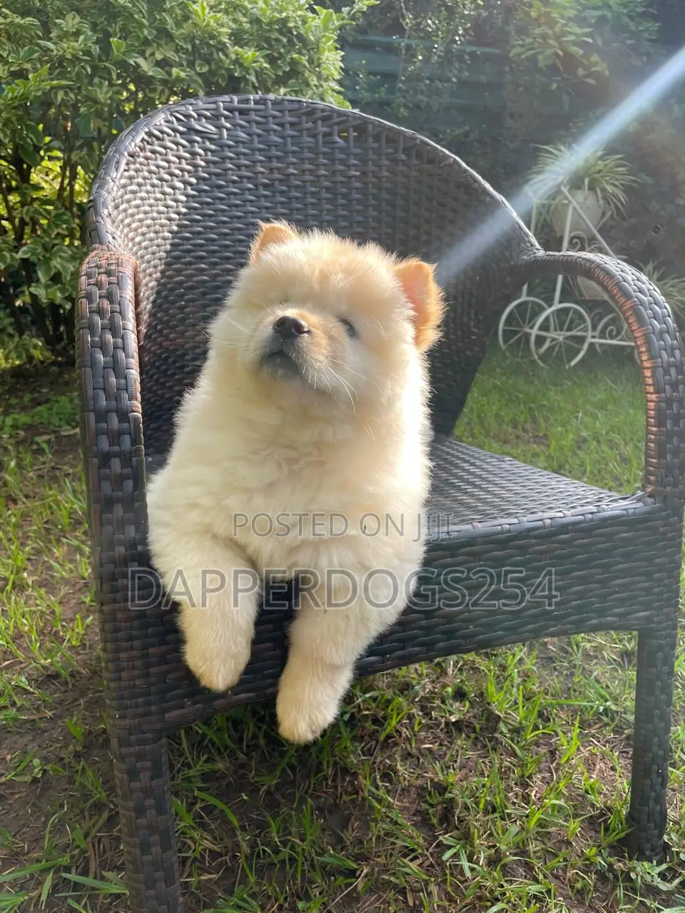 1-3 months Female Purebred Chow Chow