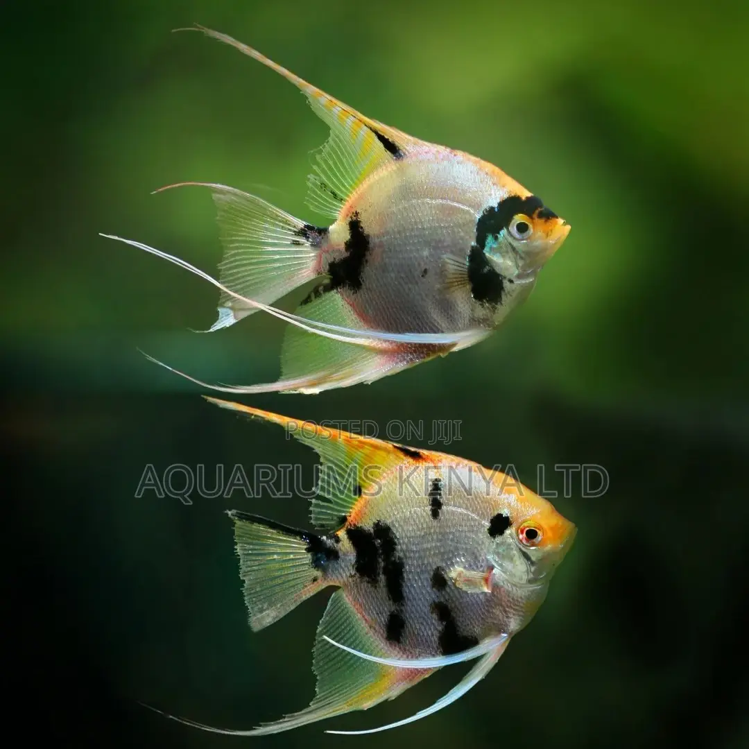 Gold Nose Angelfish