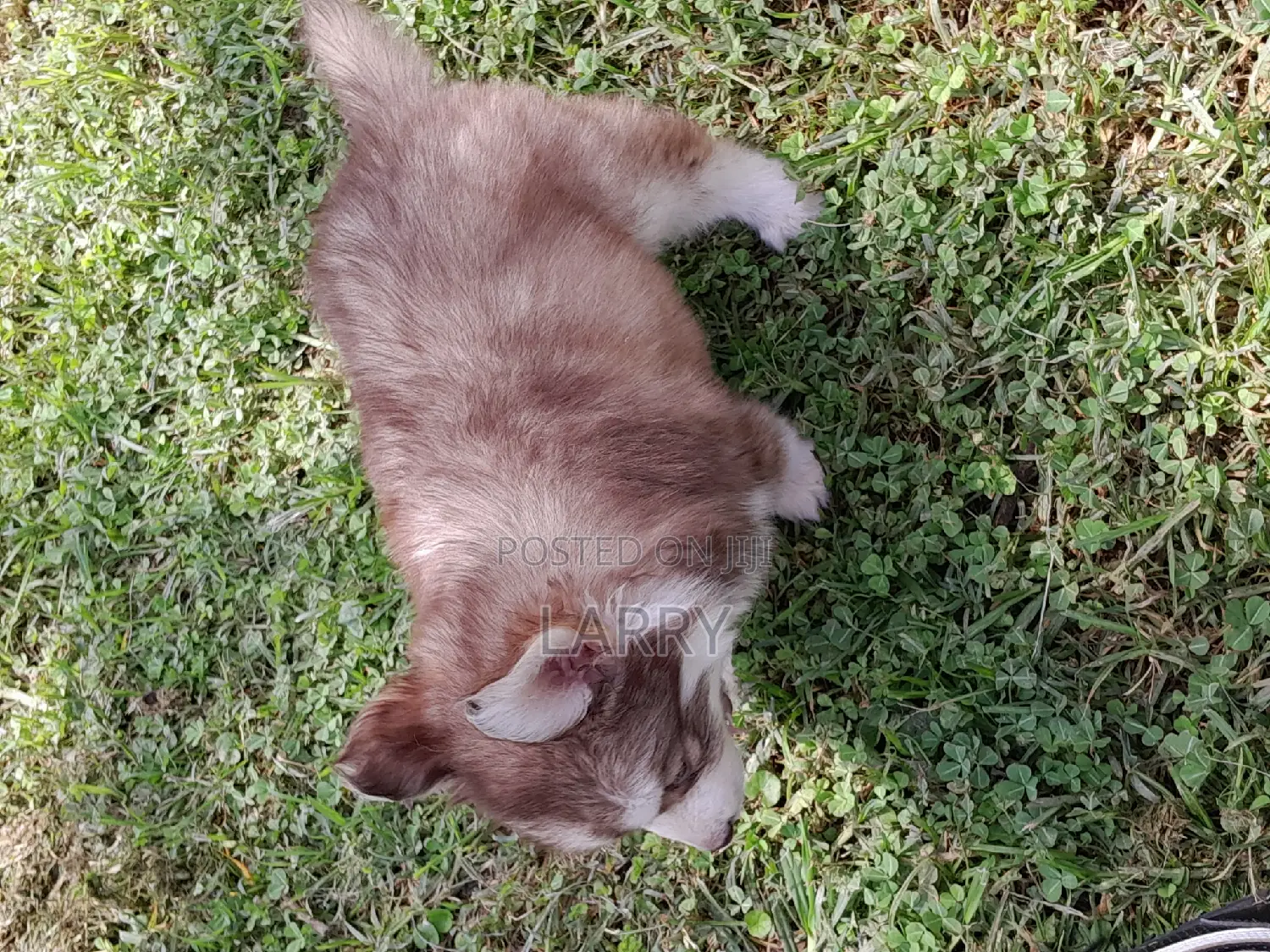 1-3 months Female Purebred Siberian Husky
