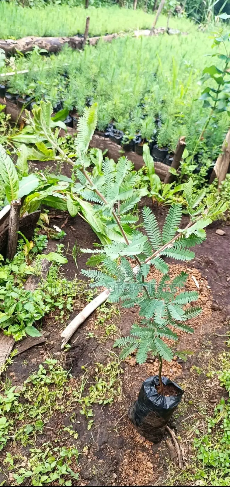 Acacia Tree Seedling for Planting (Moq 3000)