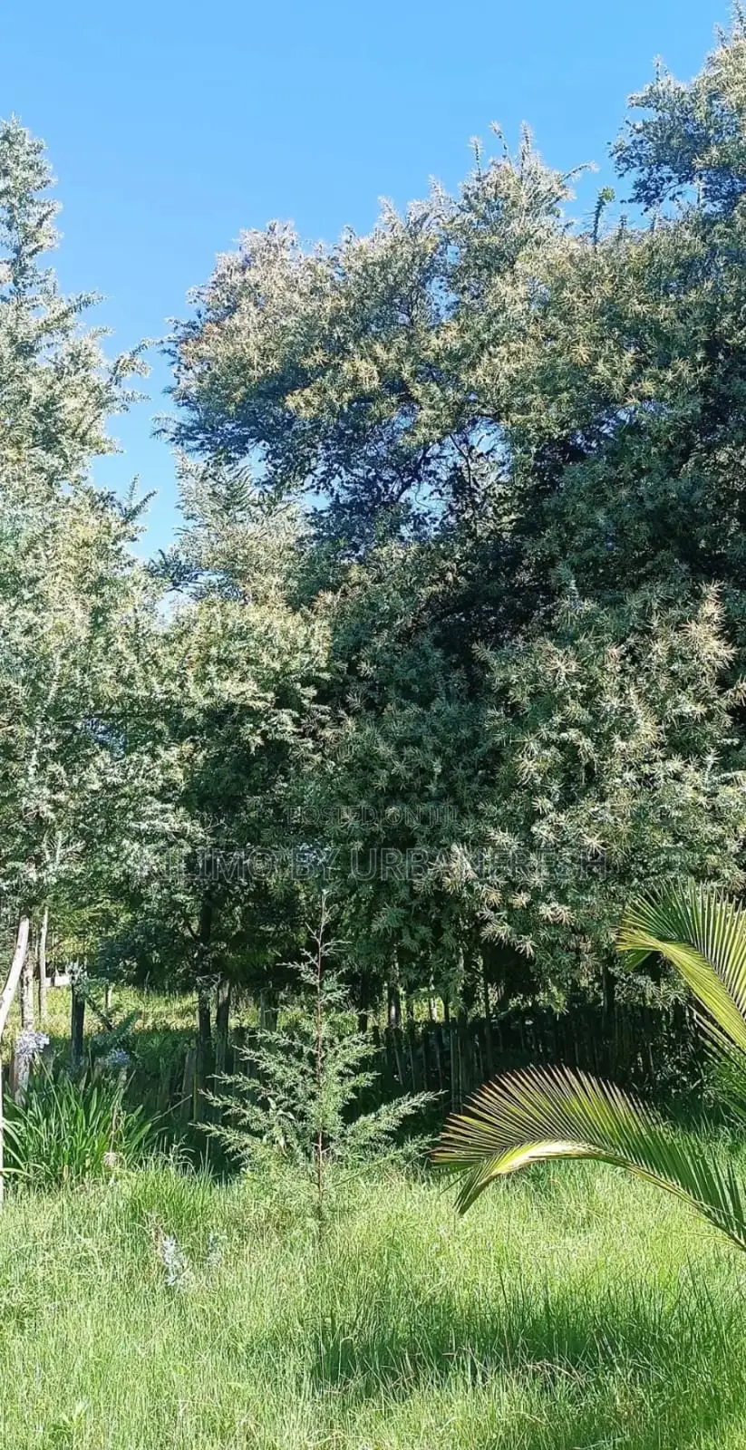 Acacia Tree Seedling for Planting (Moq 3000)