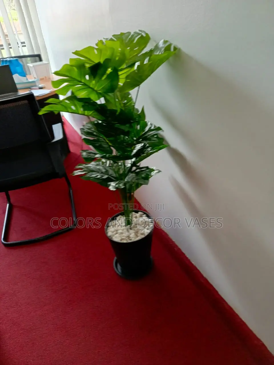 Monstera Plants Suitable for Office